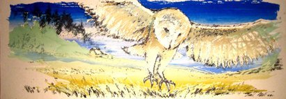 Barn Owl Flying over Field